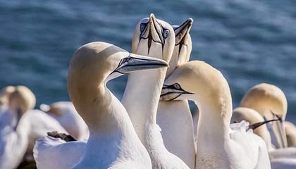 苏翊鸣难度动作创下吉尼斯纪录