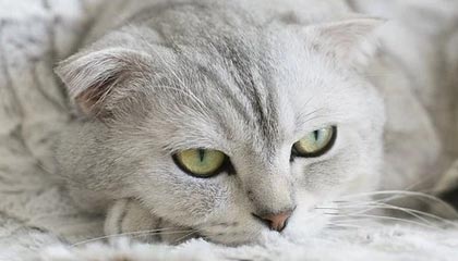 苏翊鸣难度动作创下吉尼斯纪录